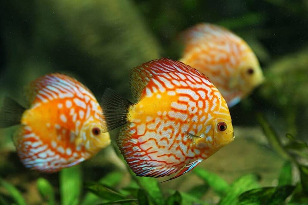 Con cá số mấy? Luận giải ý nghĩa khi nằm mơ thấy cá chi tiết