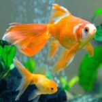 Con cá số mấy – Ý nghĩa và con số may mắn khi mơ con cá